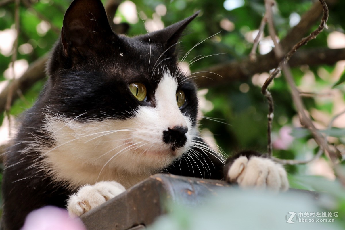 （463）   猫星人