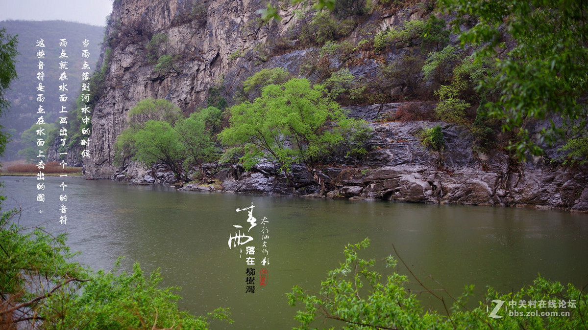 春雨落在柳树湾