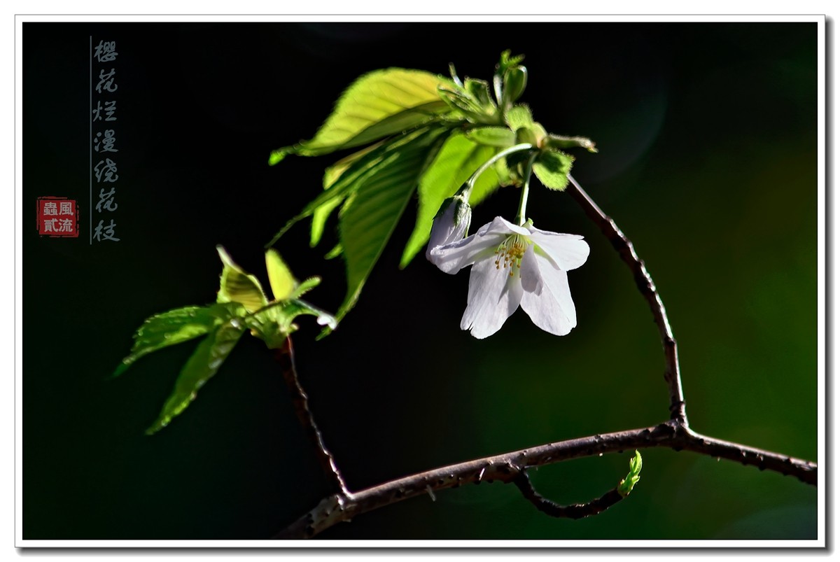 #尼康花卉作品赏析#【樱花烂漫绕花枝】 （老阿推荐）