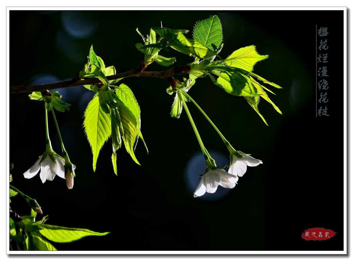#尼康花卉作品赏析#【樱花烂漫绕花枝】 （老阿推荐）