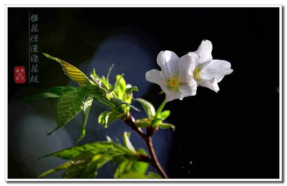 #尼康花卉作品赏析#【樱花烂漫绕花枝】 （老阿推荐）