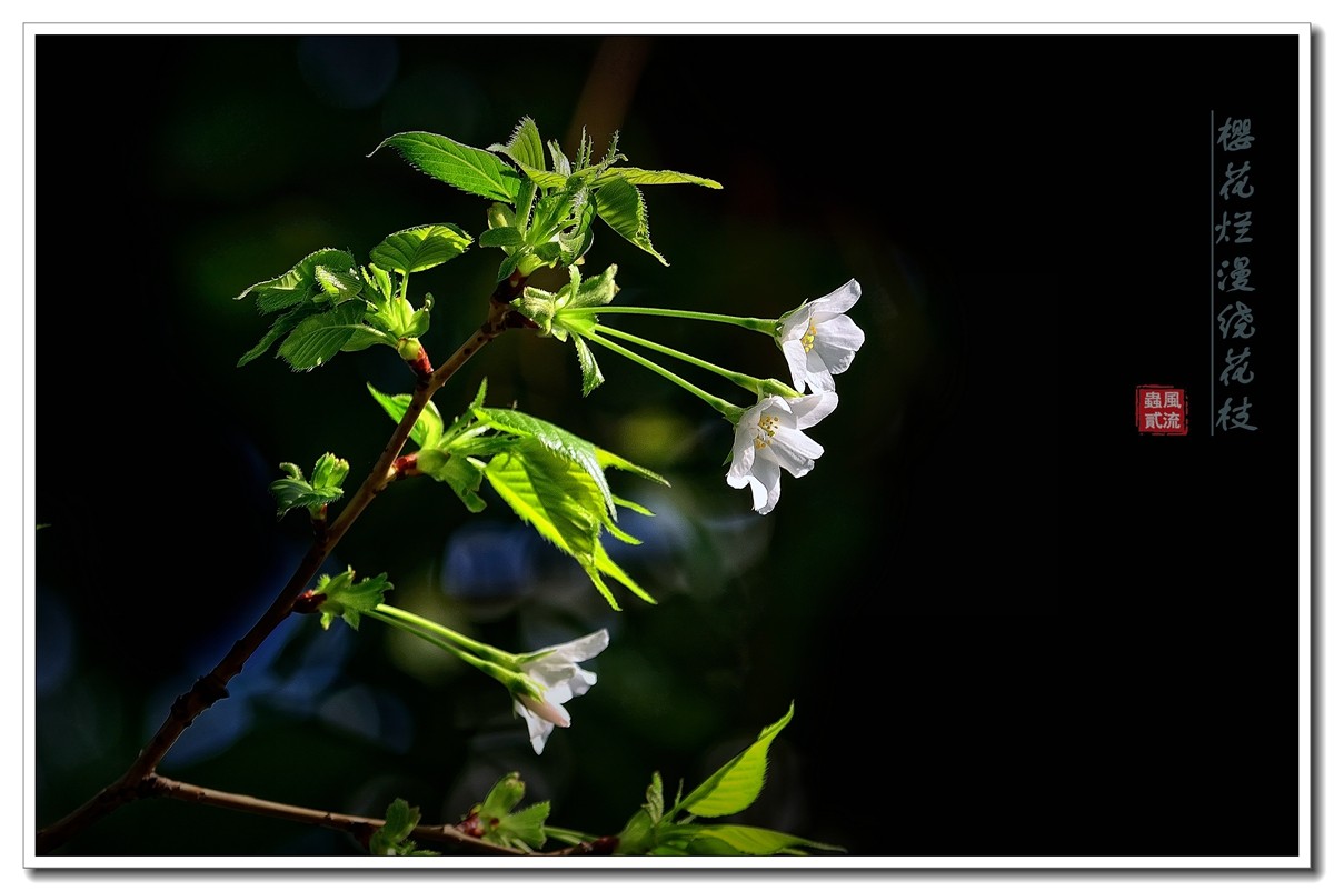 #尼康花卉作品赏析#【樱花烂漫绕花枝】 （老阿推荐）