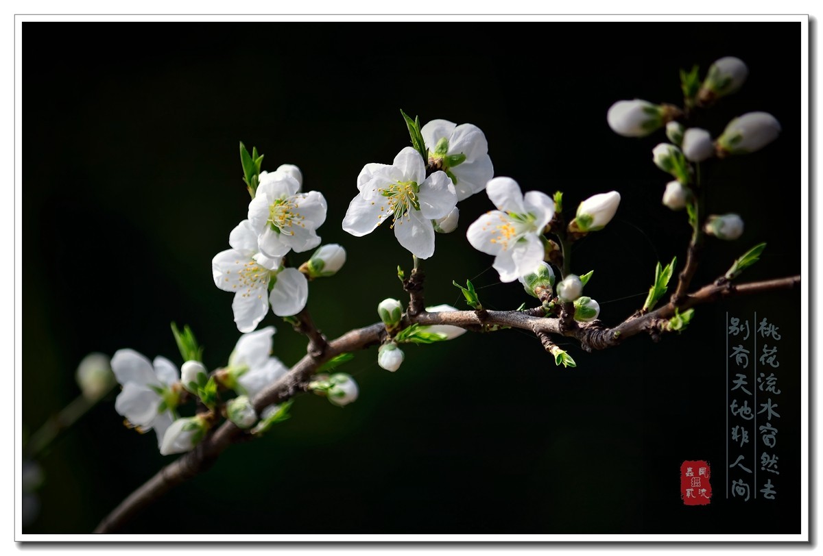 #尼康花卉作品赏析#【樱花烂漫绕花枝】 （老阿推荐）