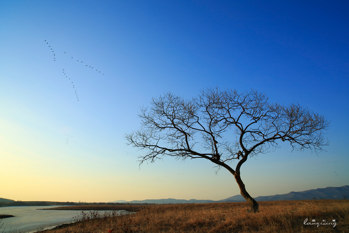 东北亚金三角敬信湿地观鸟