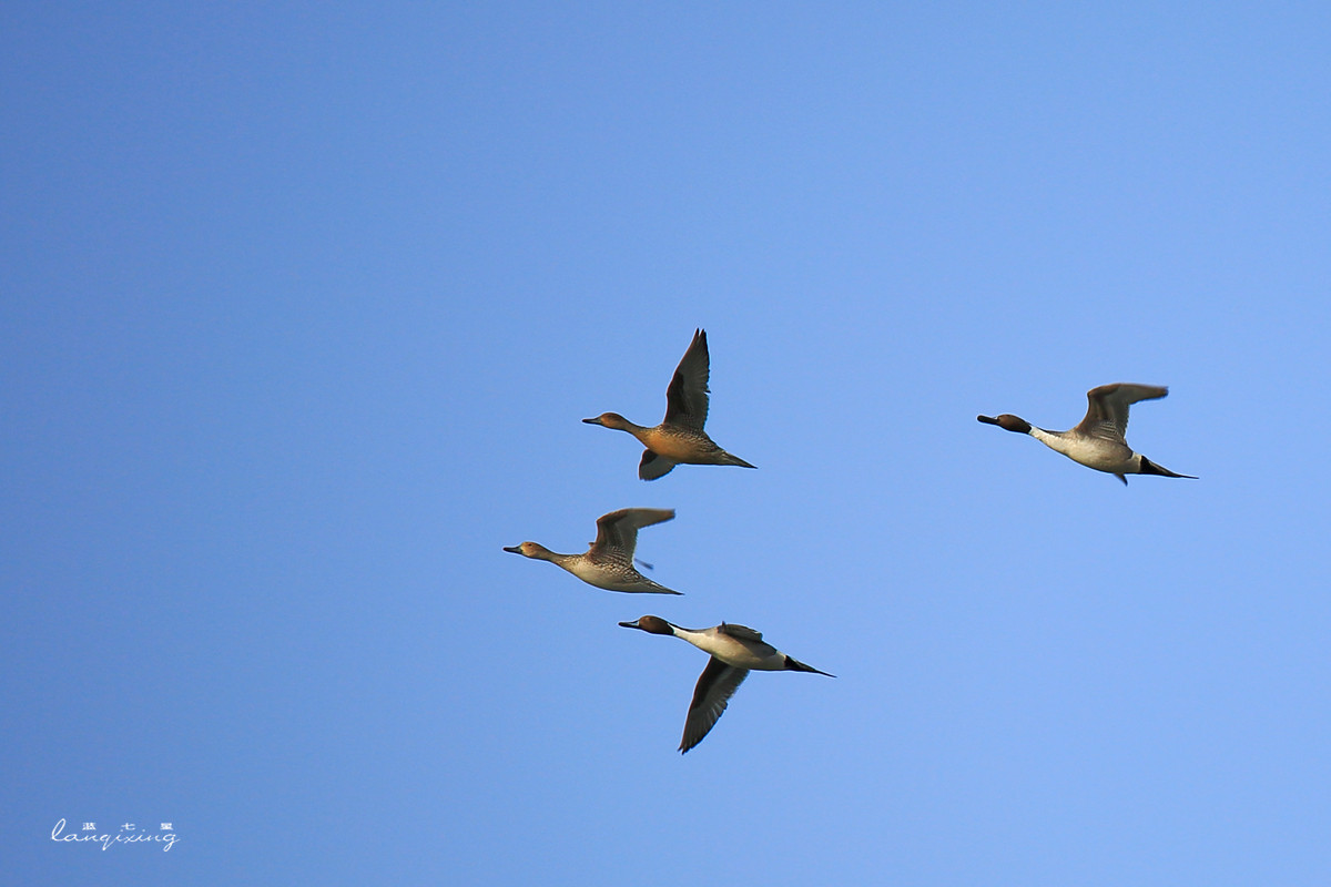 东北亚金三角敬信湿地观鸟