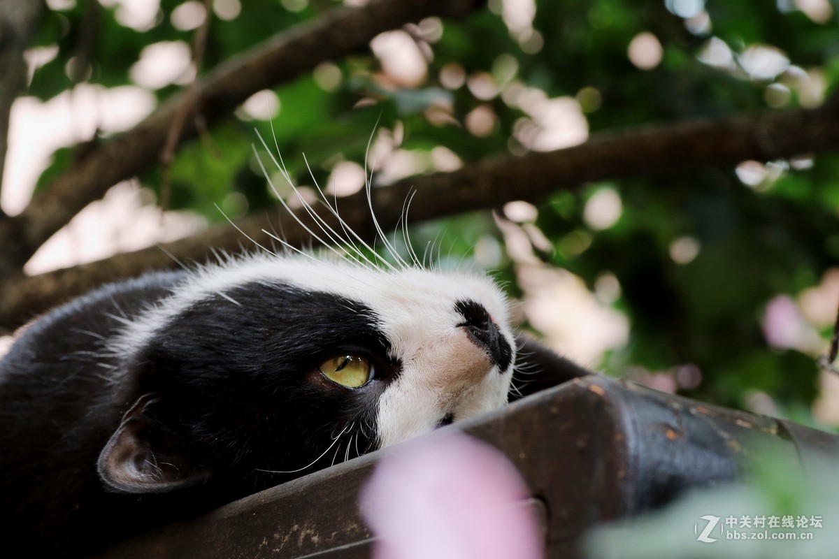 （463）   猫星人