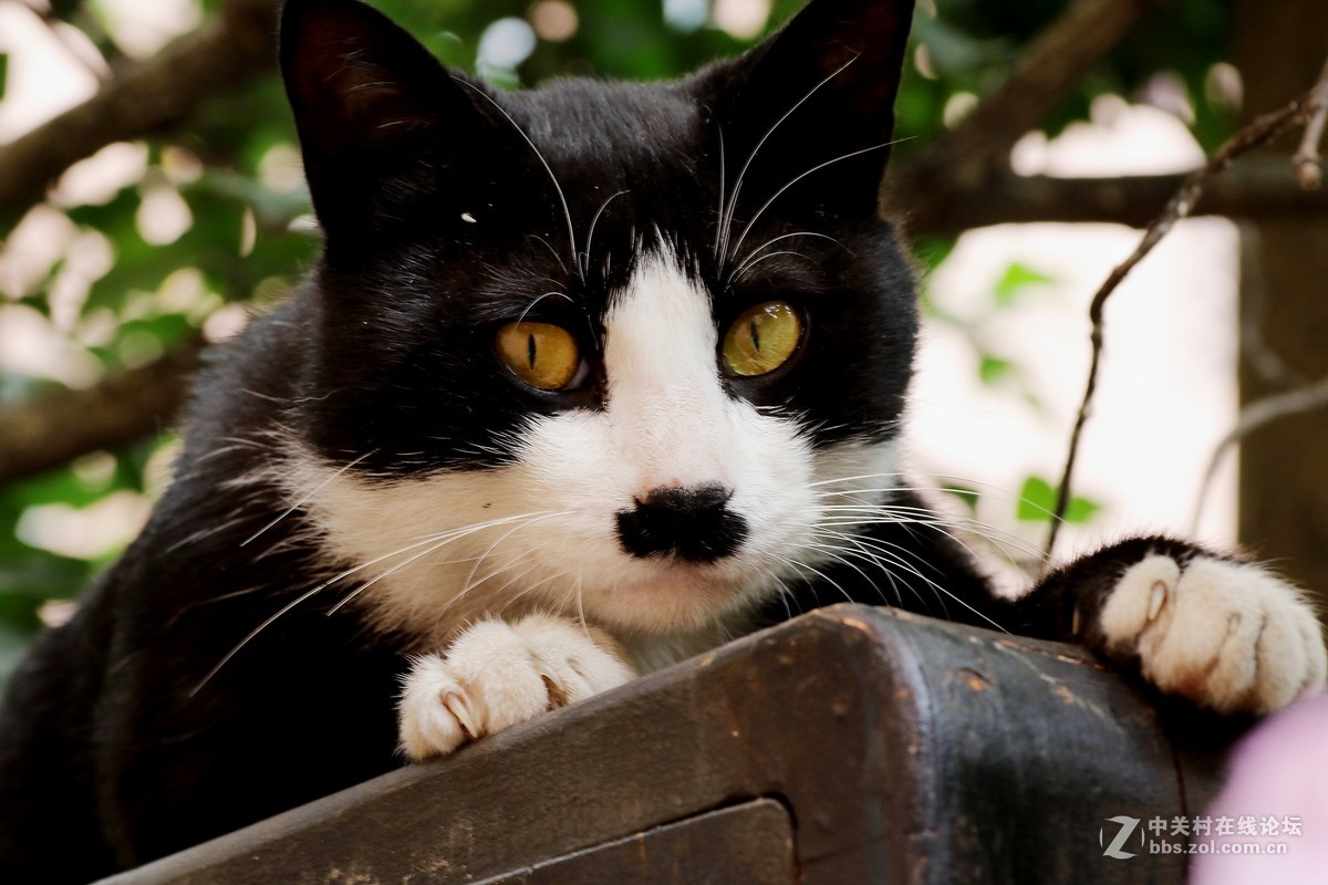 （463）   猫星人