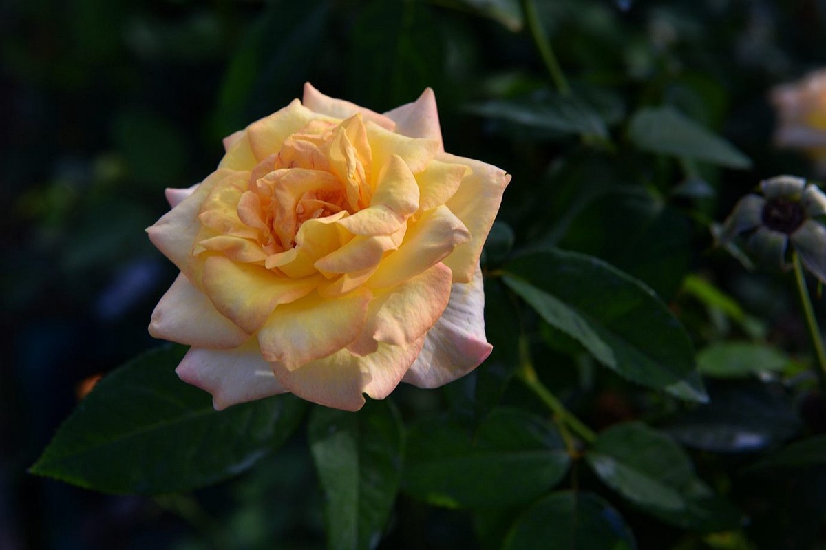 美妙月季  习拍影记