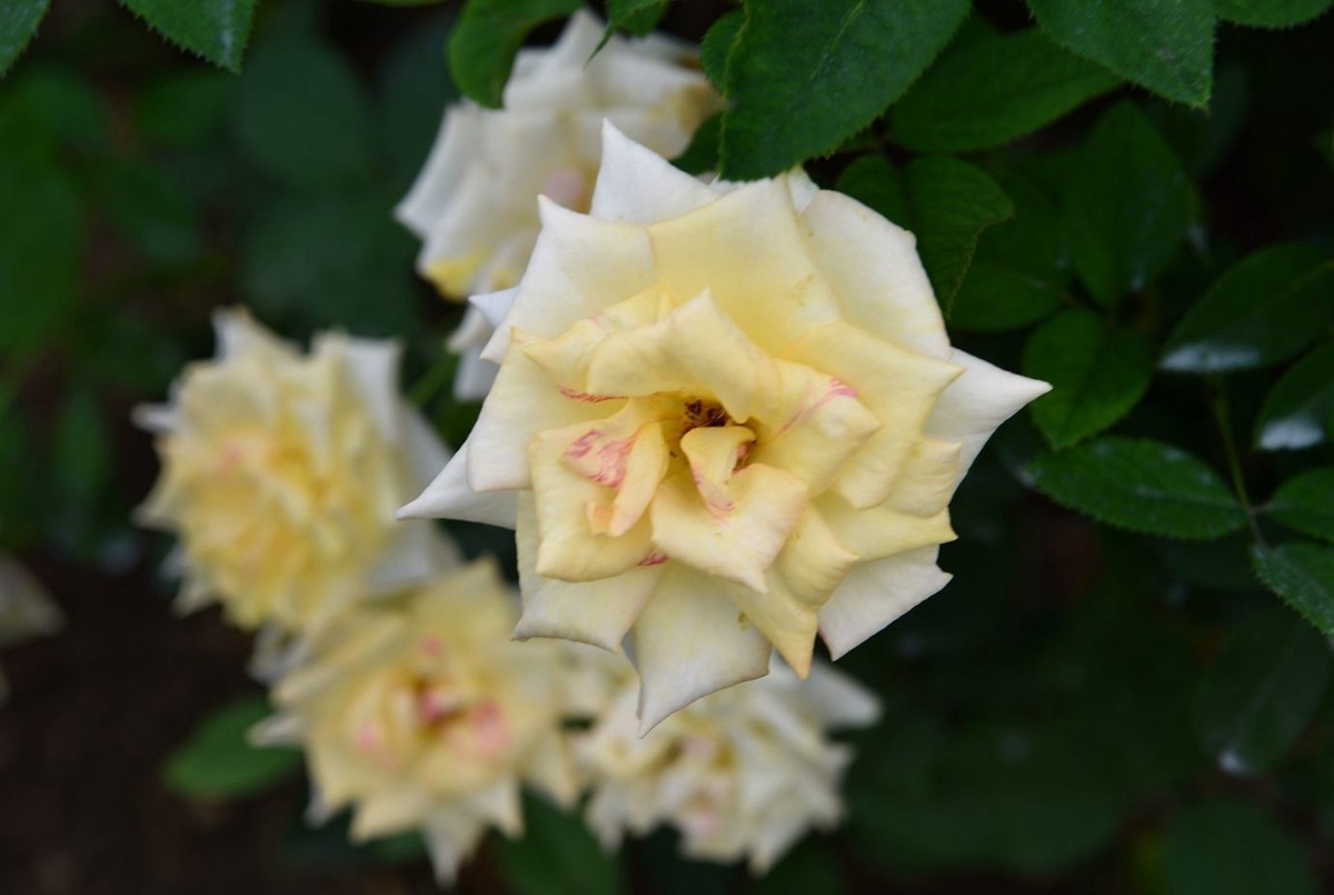 美妙月季  习拍影记