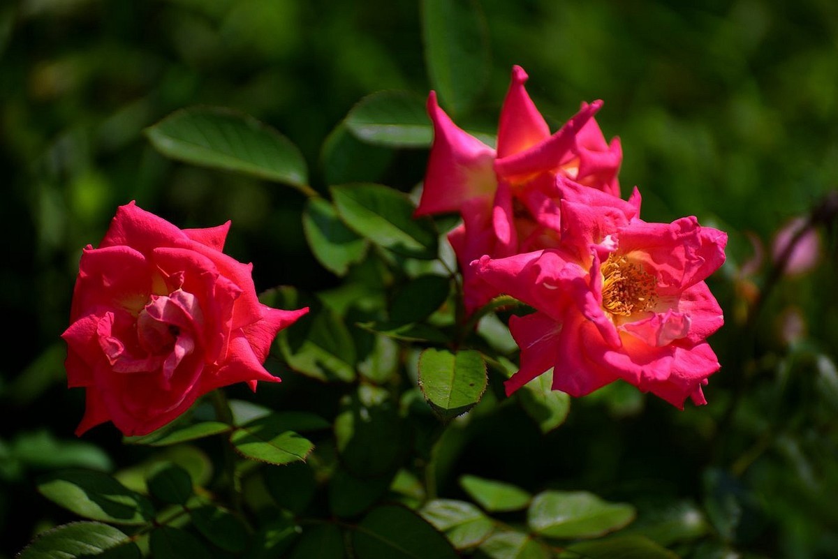 美妙月季  习拍影记