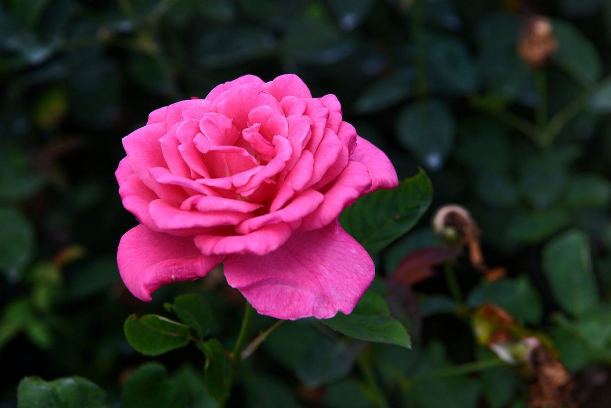 美妙月季  习拍影记