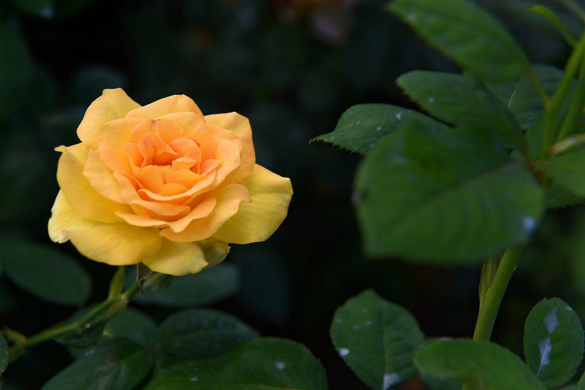 美妙月季  习拍影记