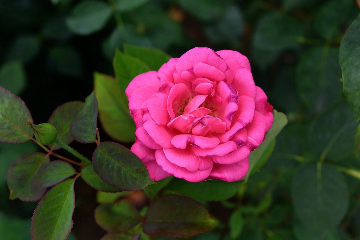 美妙月季  习拍影记