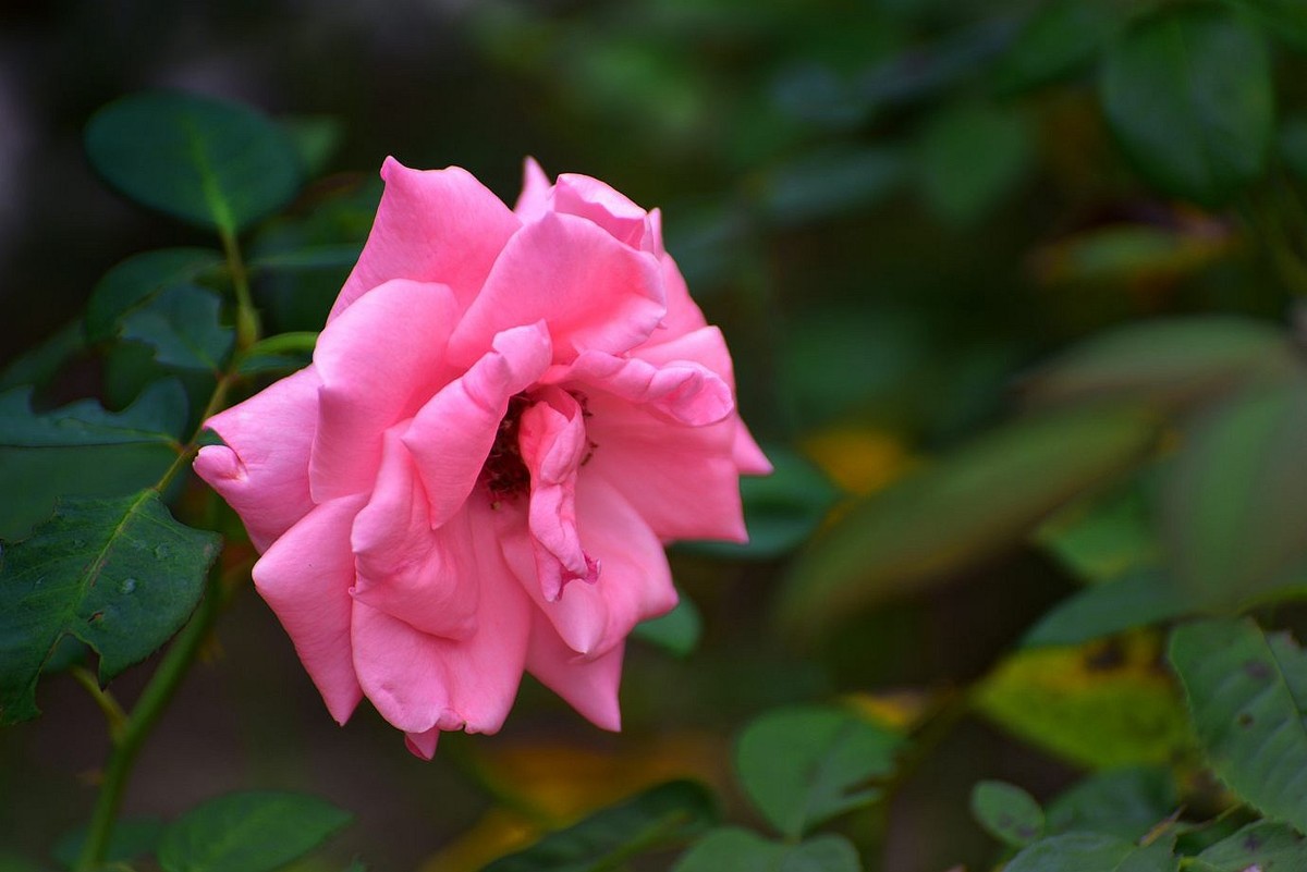 美妙月季  习拍影记