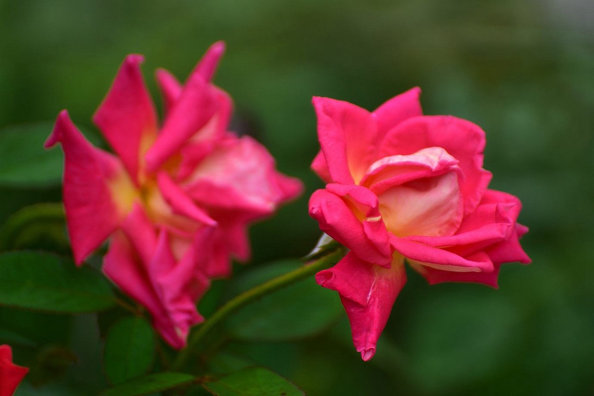 美妙月季  习拍影记