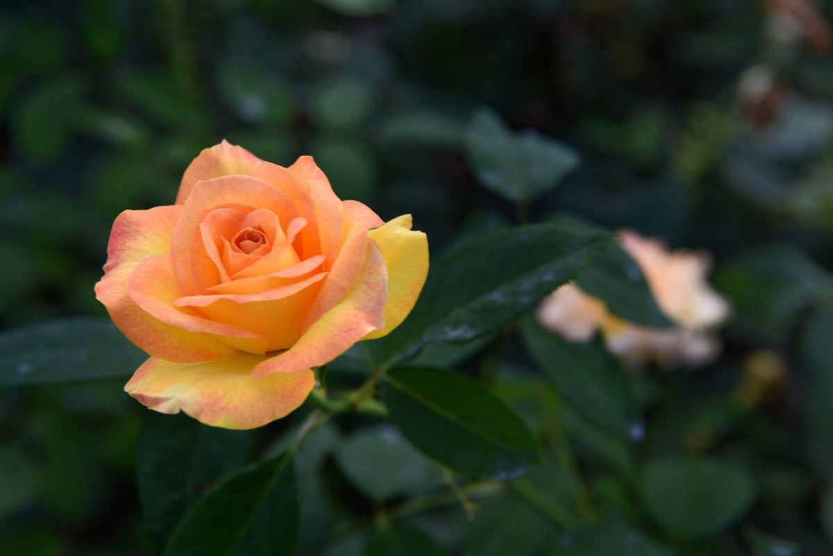 美妙月季  习拍影记