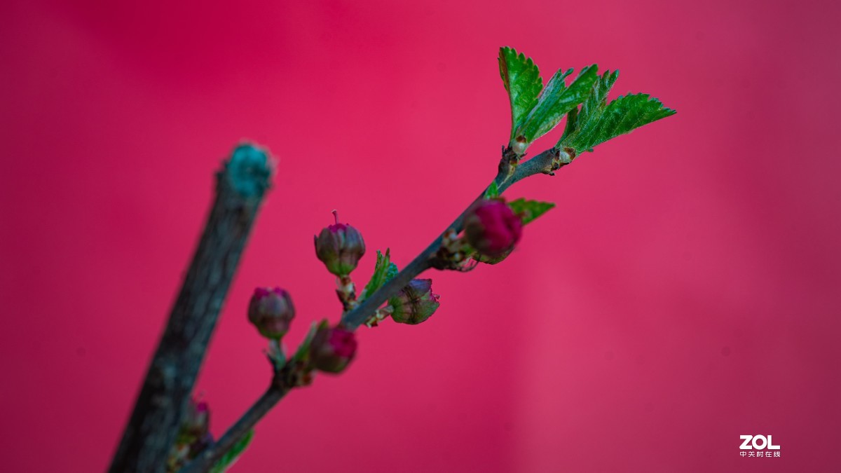 [图说]摄影《争春》，2020北国榆林之春|钰钏文化