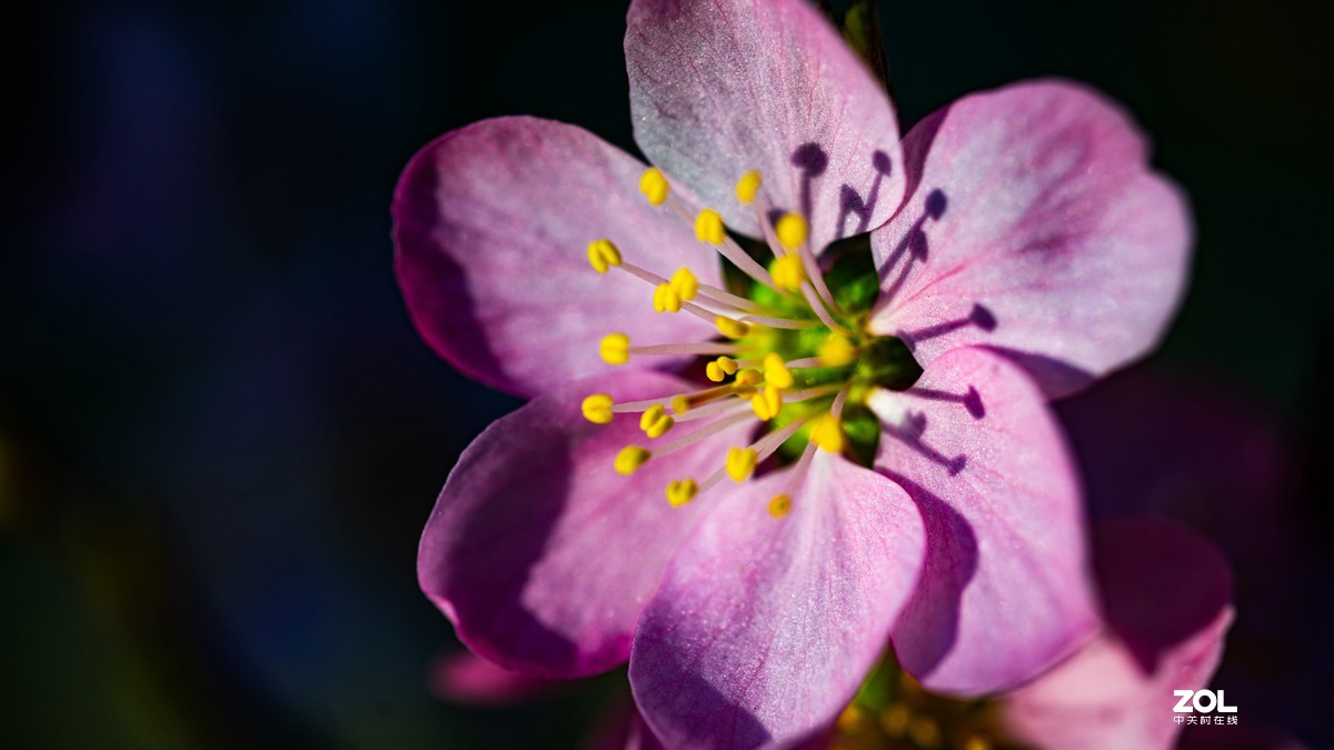 [图说]摄影《争春》，2020北国榆林之春|钰钏文化