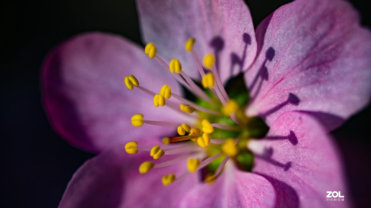 [图说]摄影《争春》，2020北国榆林之春|钰钏文化