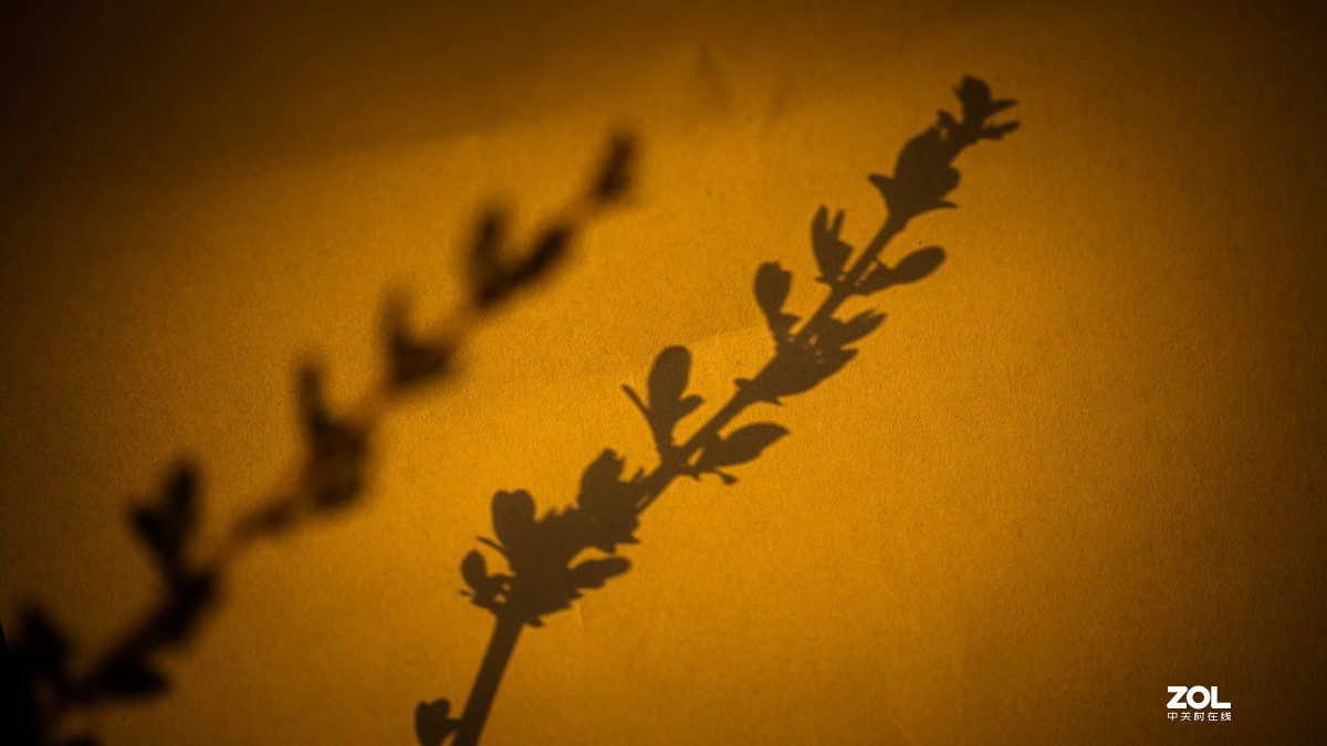 [图说]摄影《争春》，2020北国榆林之春|钰钏文化