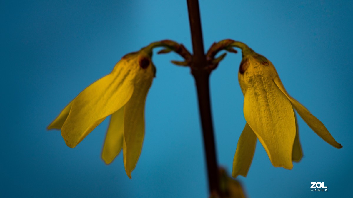 [图说]摄影《争春》，2020北国榆林之春|钰钏文化