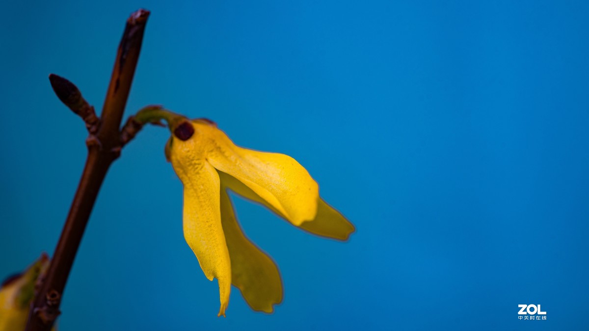 [图说]摄影《争春》，2020北国榆林之春|钰钏文化