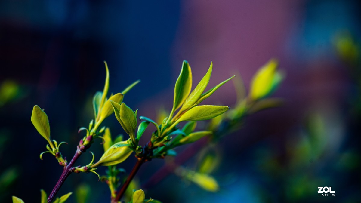 [图说]摄影《争春》，2020北国榆林之春|钰钏文化