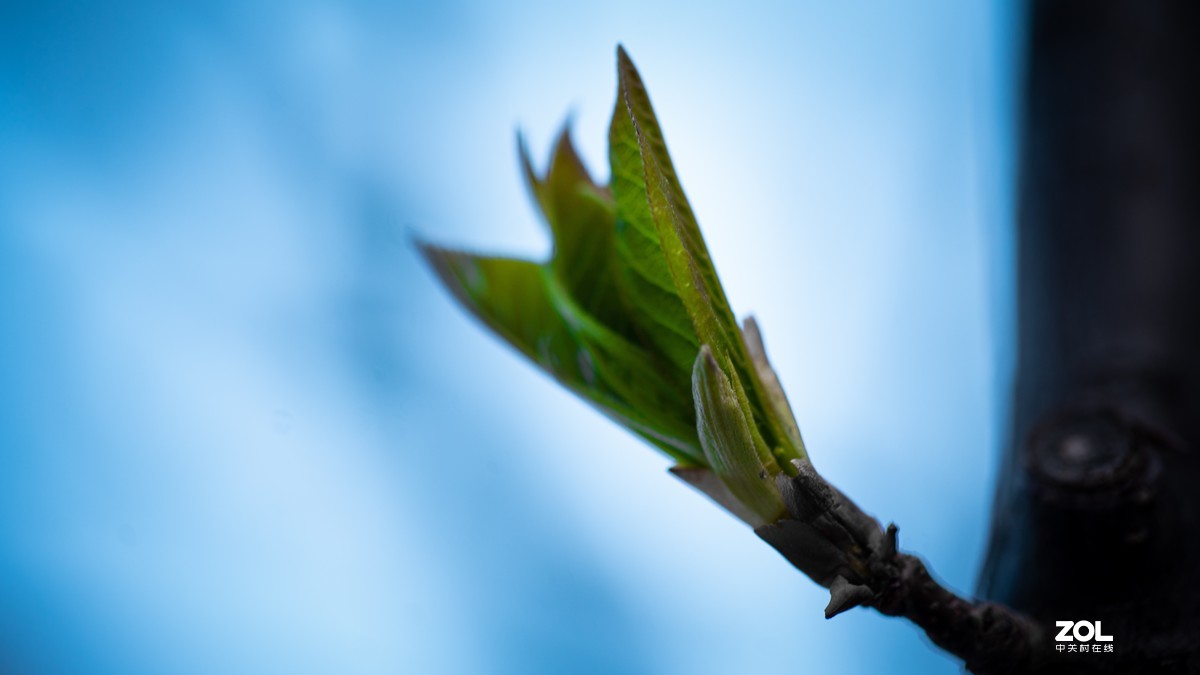 [图说]摄影《争春》，2020北国榆林之春|钰钏文化