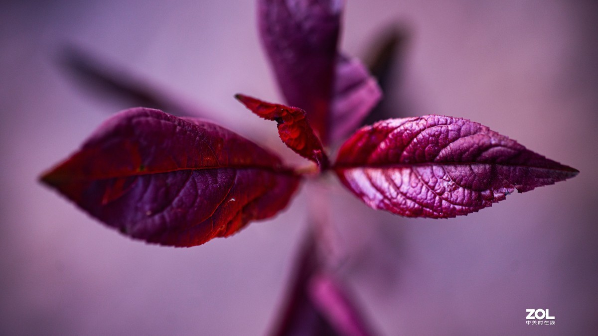 [图说]摄影《争春》，2020北国榆林之春|钰钏文化