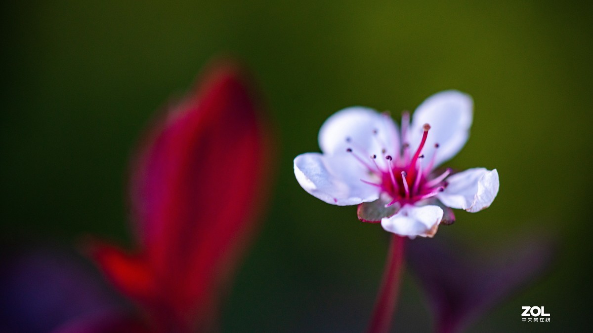 [图说]摄影《争春》，2020北国榆林之春|钰钏文化