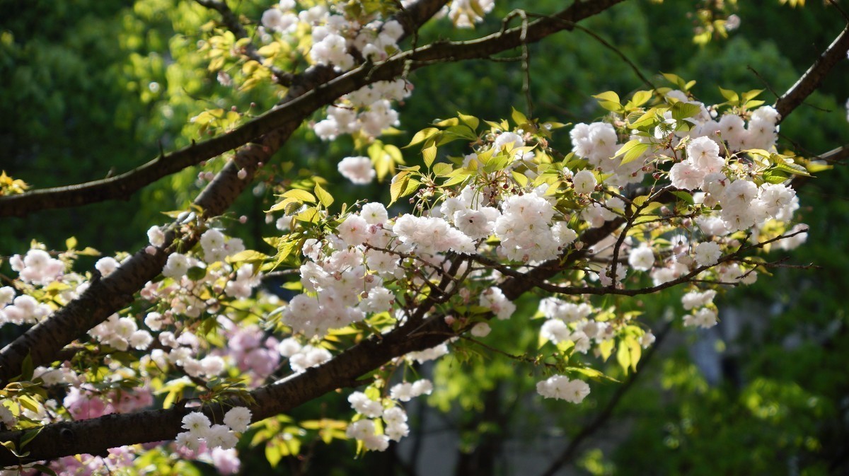 今天重庆邮电大学的樱花很漂亮（A77拍摄）