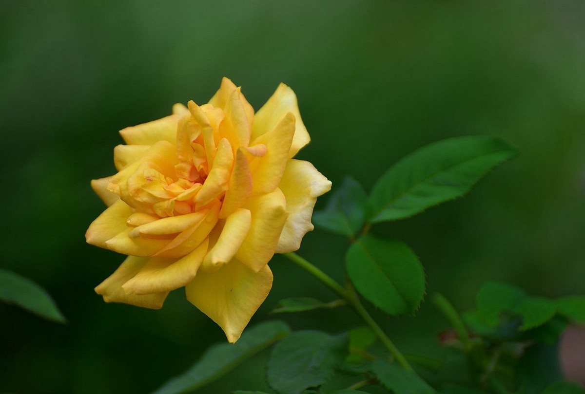 美妙月季  习拍影记