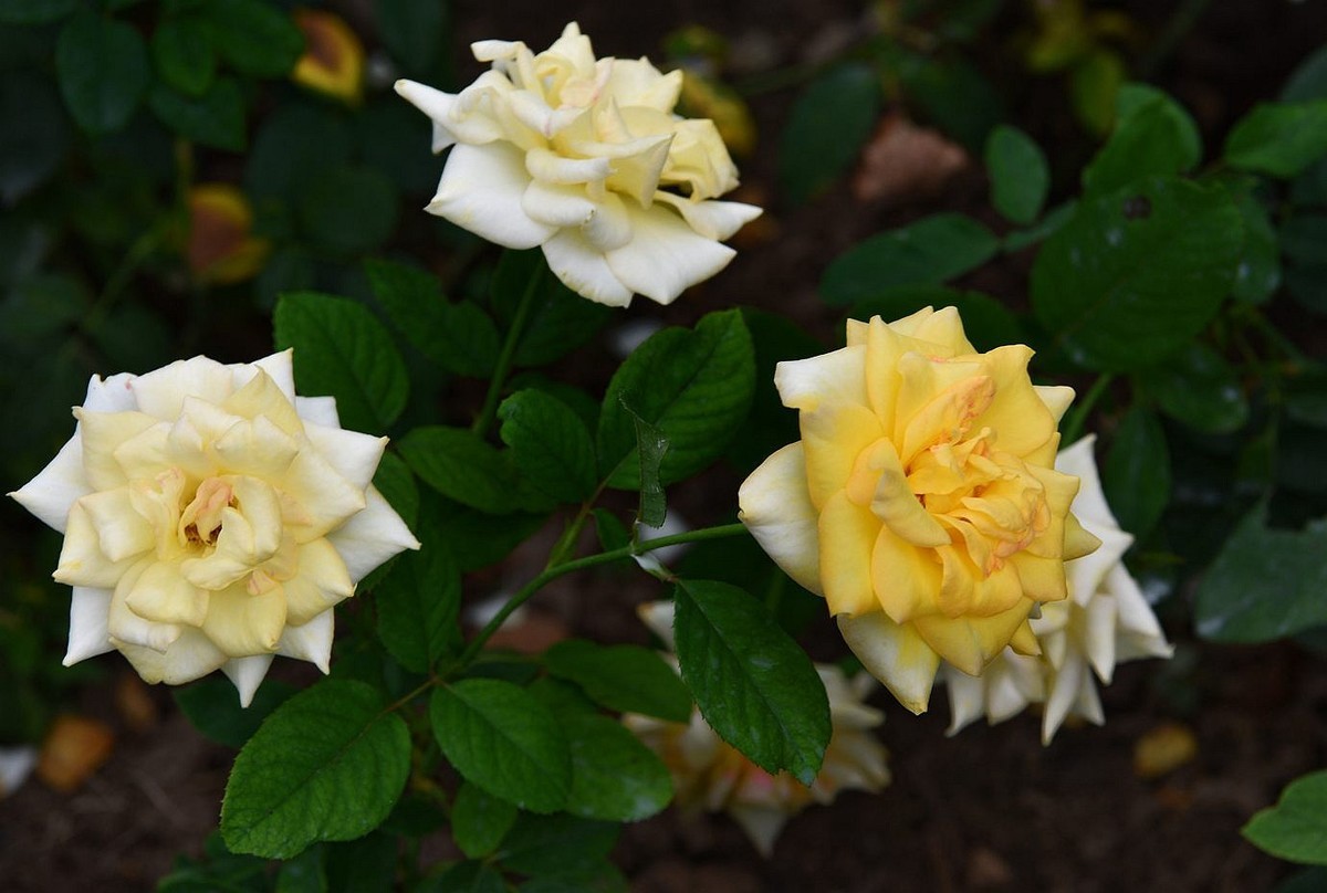 美妙月季  习拍影记