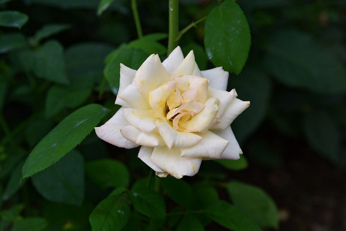 美妙月季  习拍影记