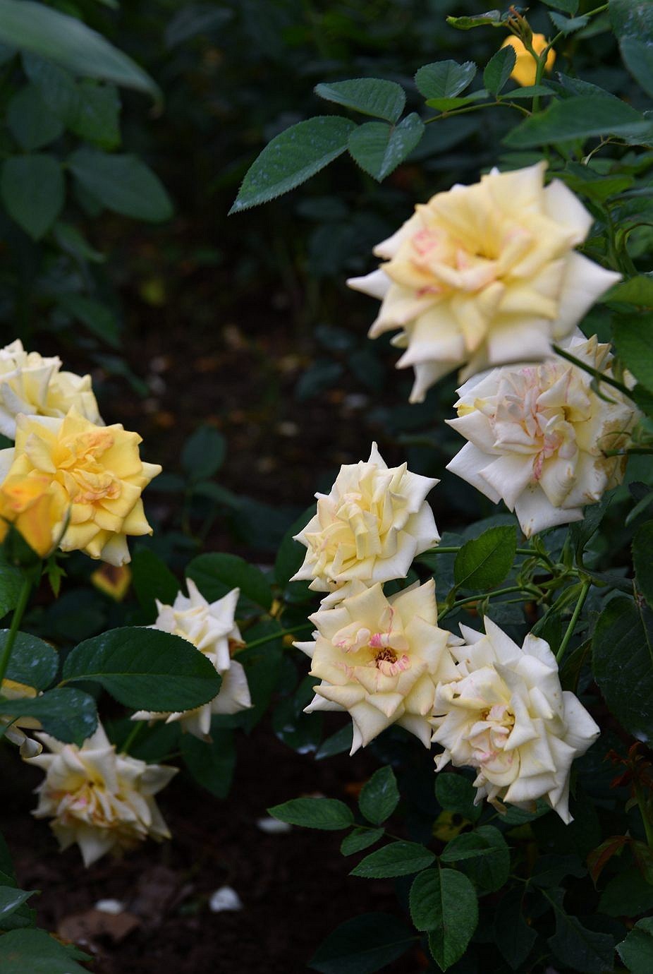 美妙月季  习拍影记