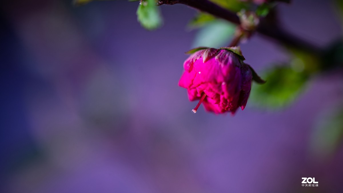 [图说]摄影《争春》，2020北国榆林之春|钰钏文化