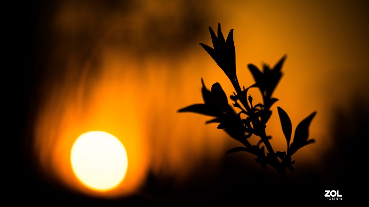 [图说]摄影《争春》，2020北国榆林之春|钰钏文化