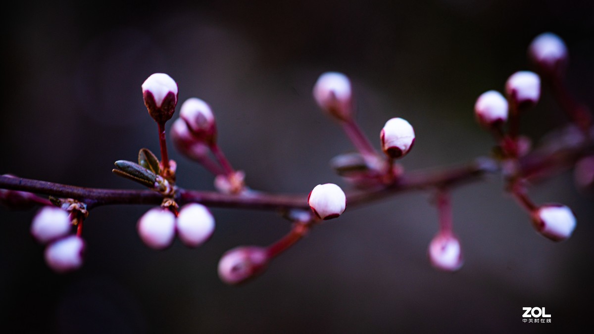 [图说]摄影《争春》，2020北国榆林之春|钰钏文化