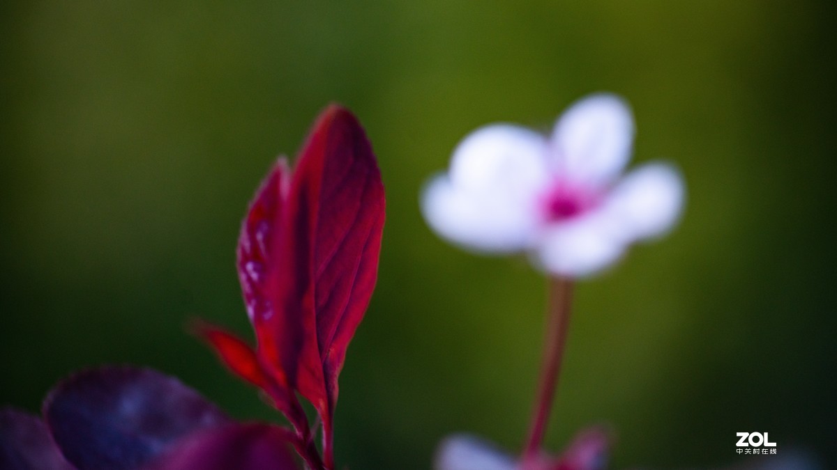 [图说]摄影《争春》，2020北国榆林之春|钰钏文化