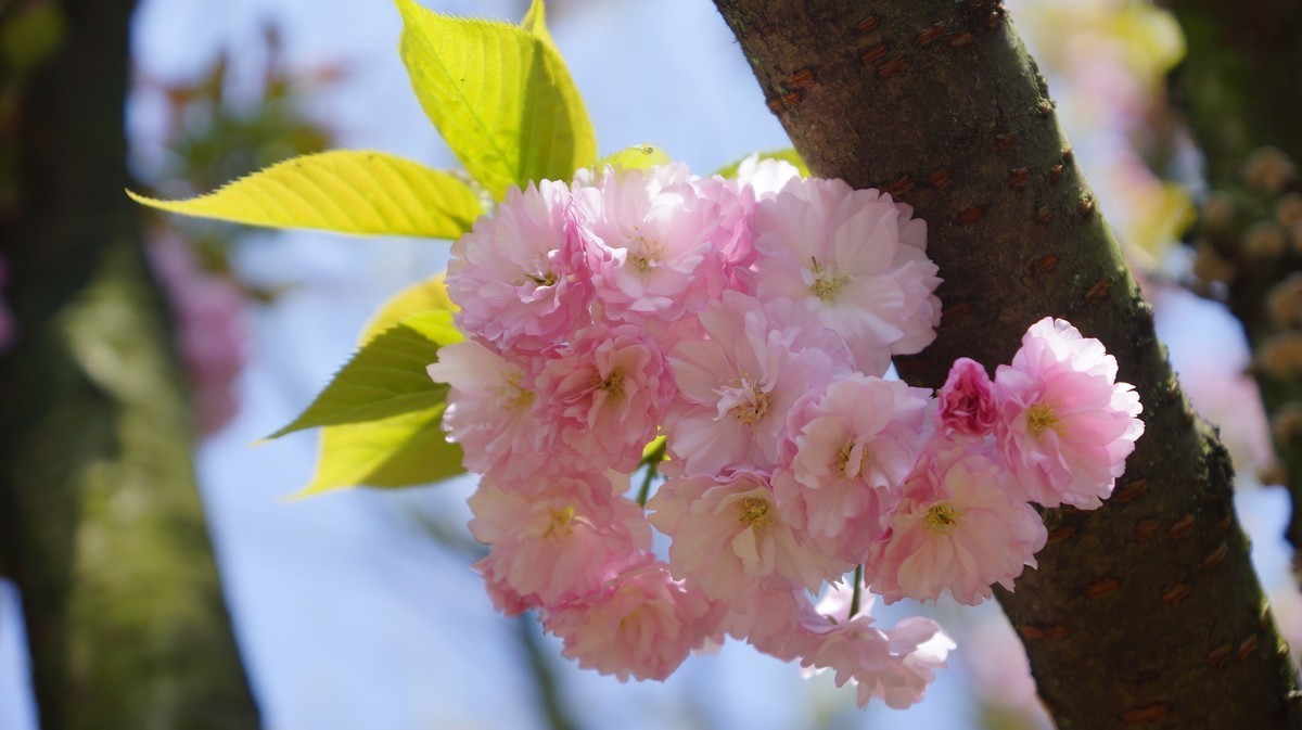 今天重庆邮电大学的樱花很漂亮（A77拍摄）