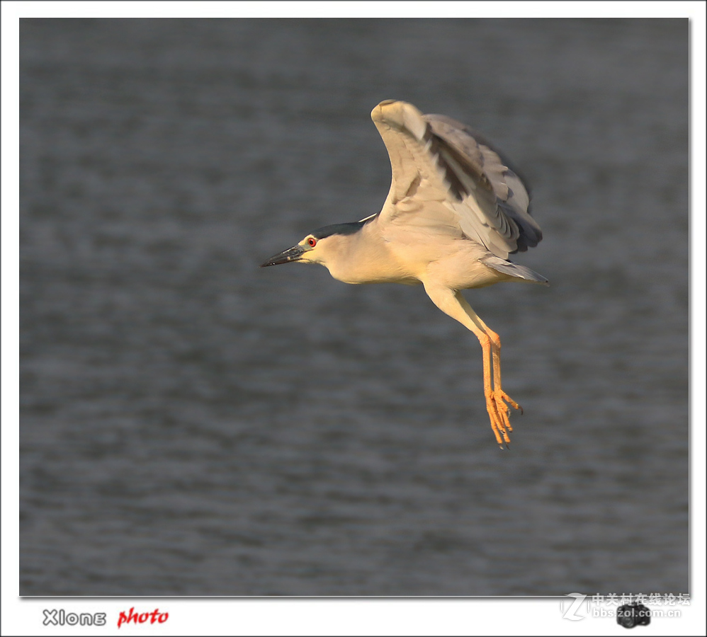抓拍公园湖面上的夜鹭
