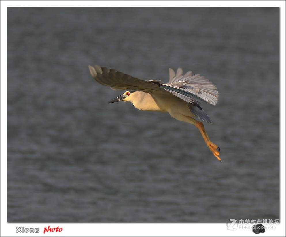 抓拍公园湖面上的夜鹭