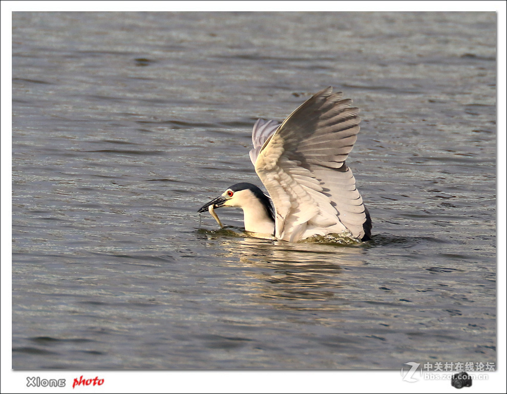 抓拍公园湖面上的夜鹭