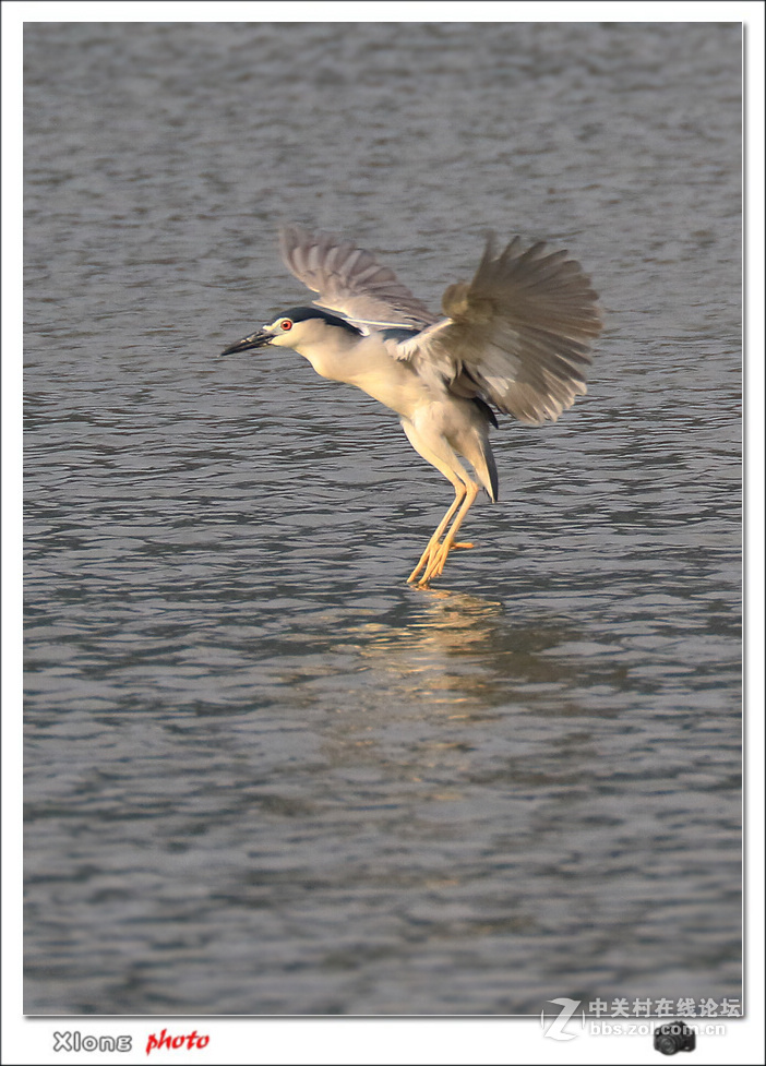 抓拍公园湖面上的夜鹭
