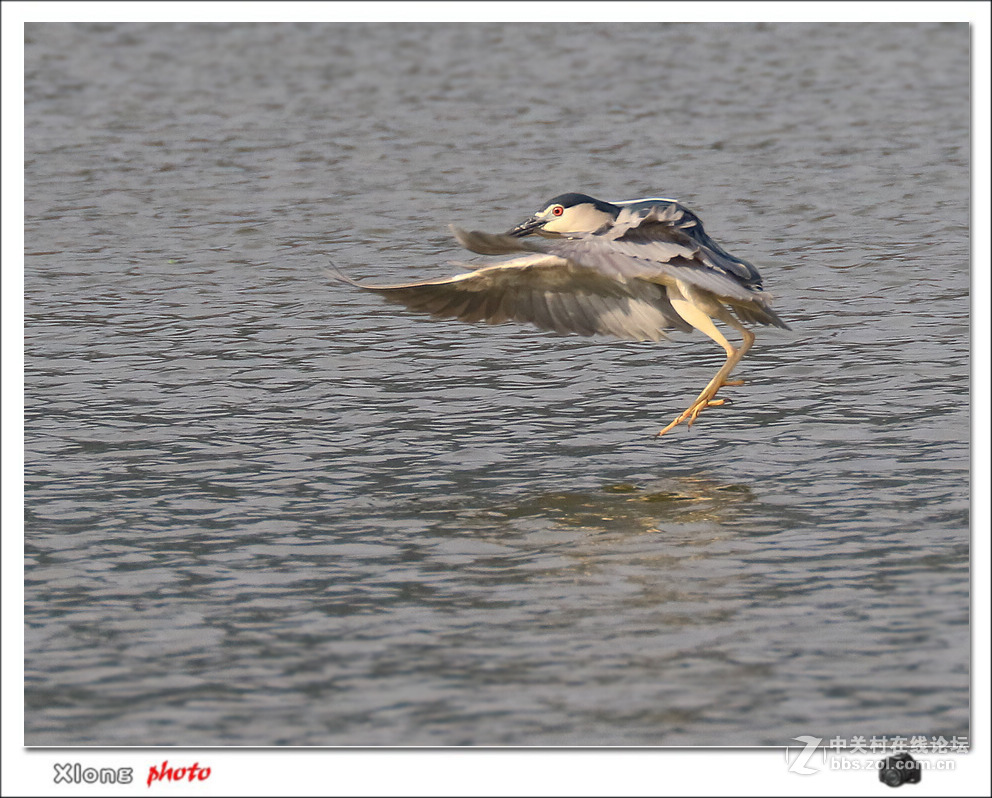 抓拍公园湖面上的夜鹭