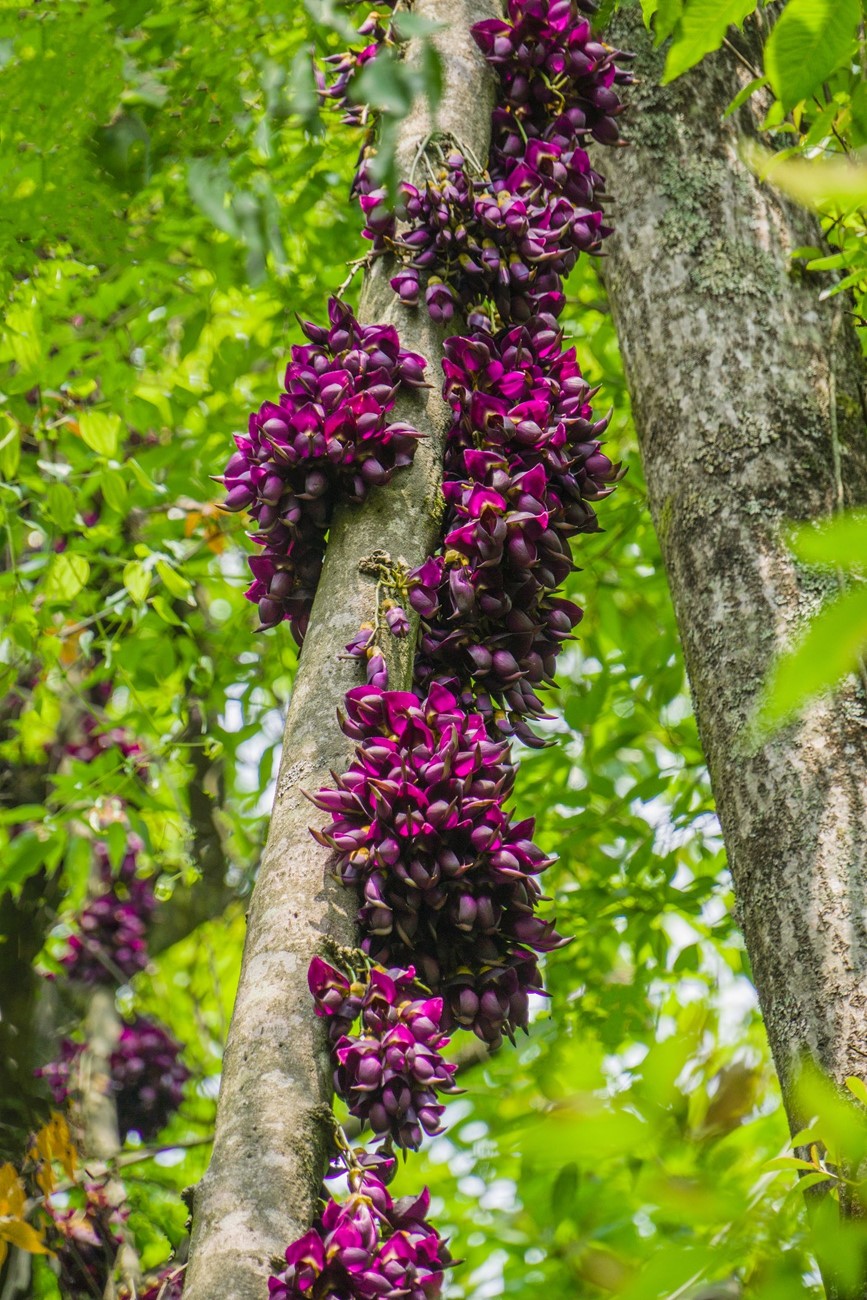 深山里看到的花油麻藤花