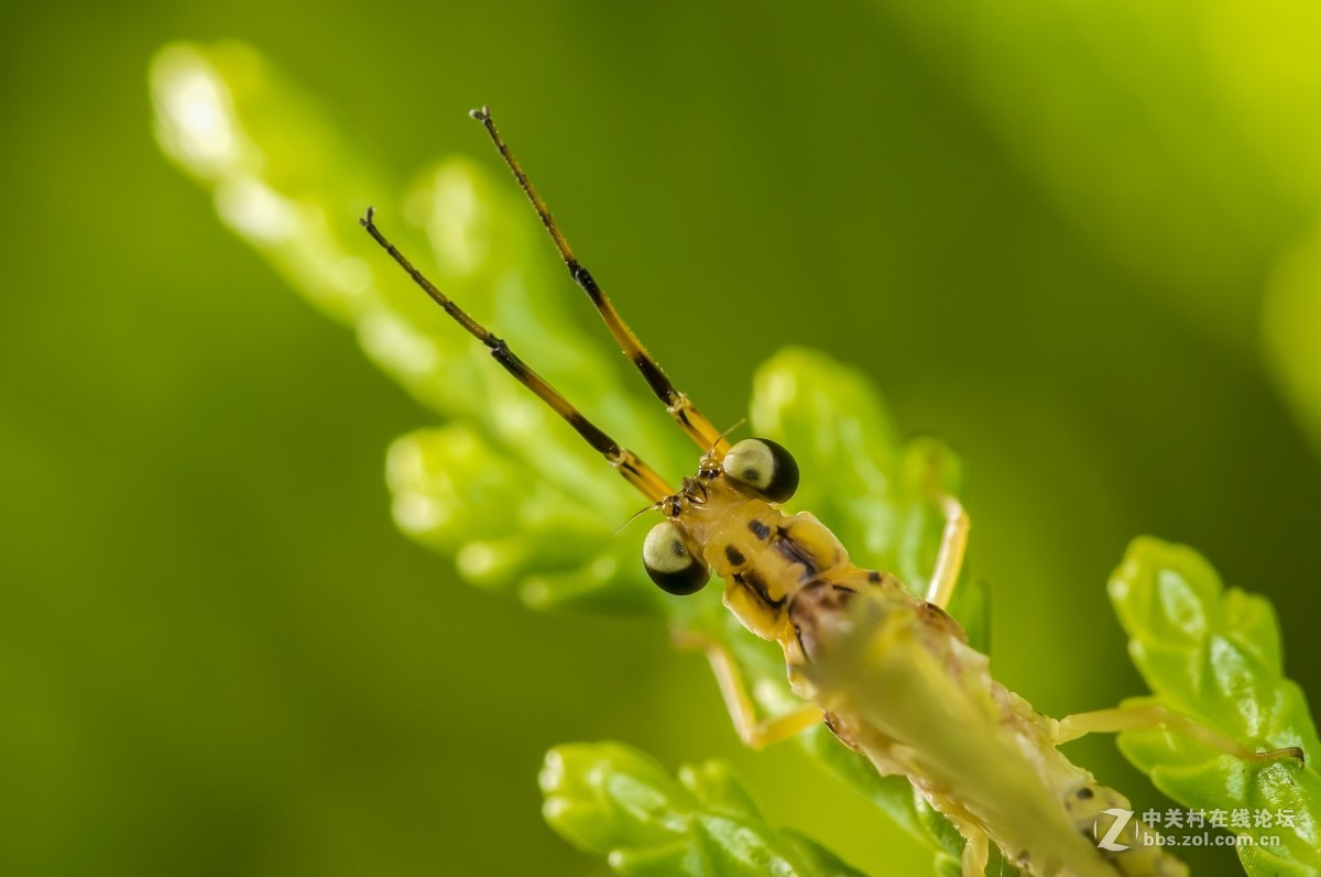 虫趣(蜉蝣、蜻蜓等)