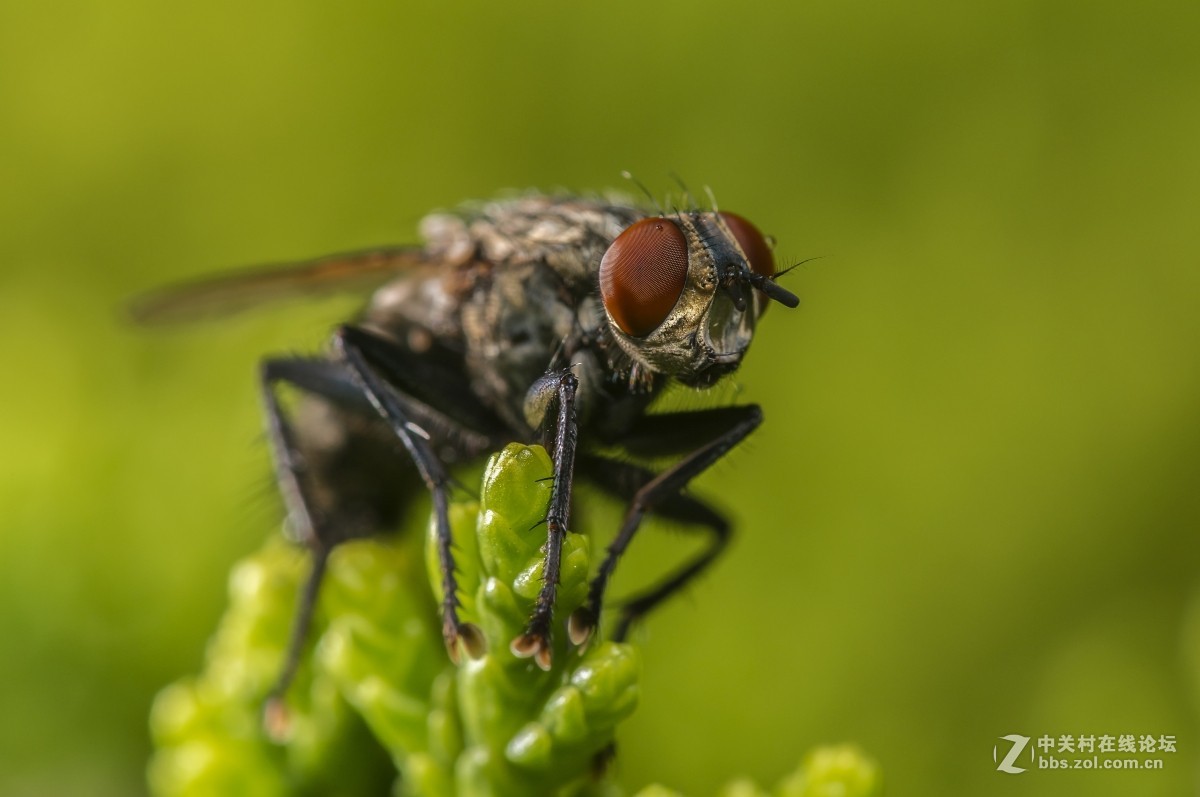 虫趣(蜉蝣、蜻蜓等)