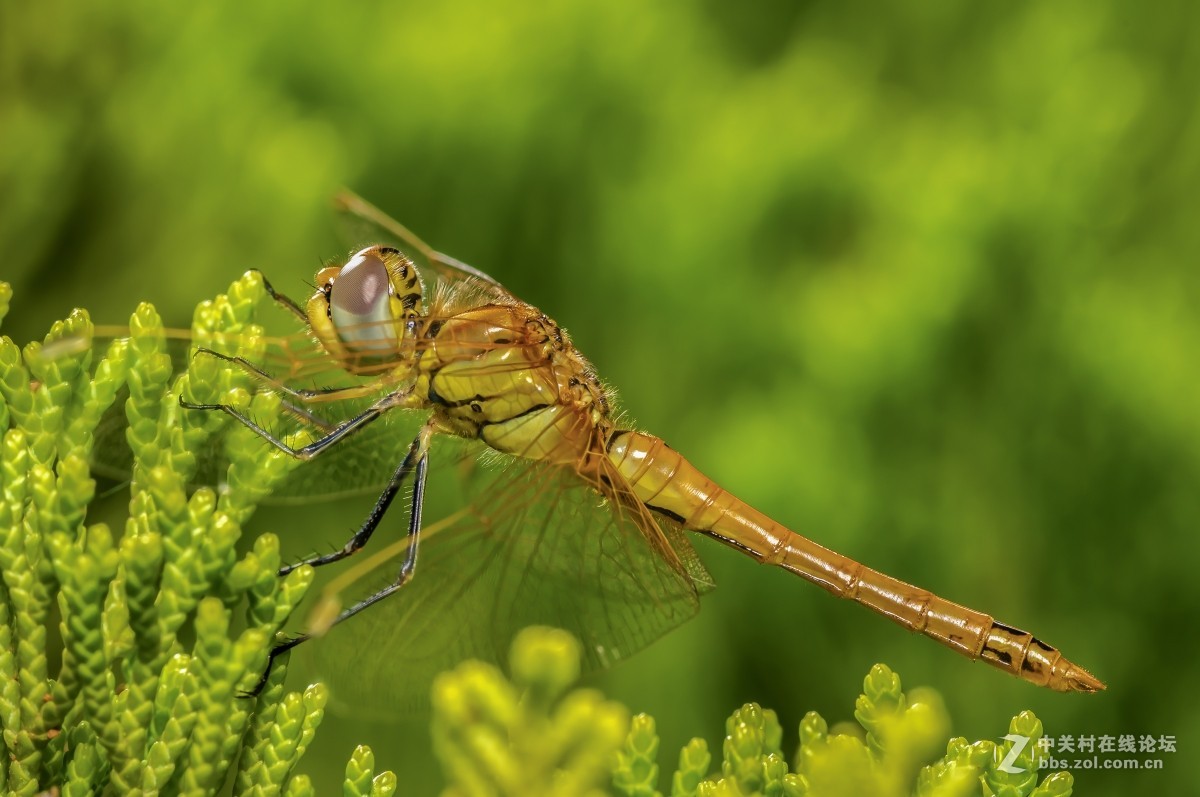虫趣(蜉蝣、蜻蜓等)