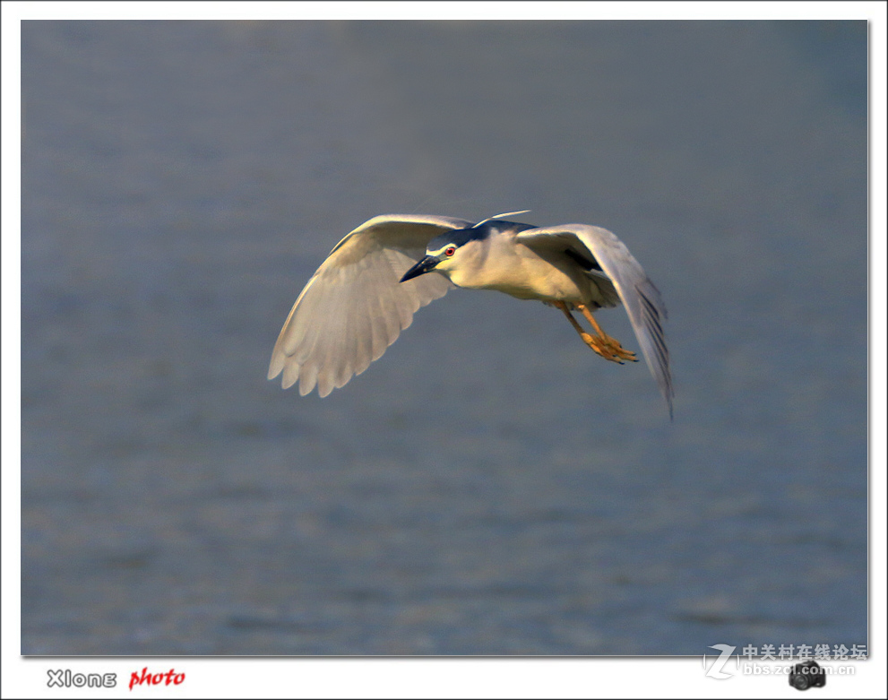 抓拍公园湖面上的夜鹭